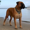 DBCNZ Image 18