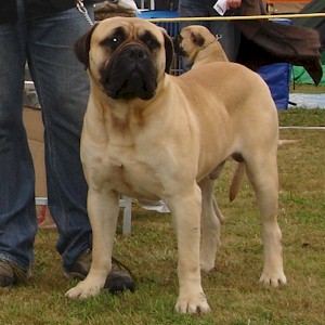 CH Malabek Altair - Owned by C Riddiford
