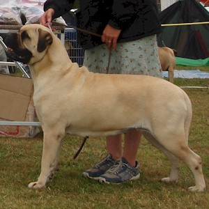 CH Ablamor Aon Erinneen - Owned by K Robinson & E Ravji